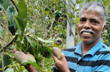 Udupi farmer makes Rs 3 lakh per kilogram of mangoes from his terrace garden